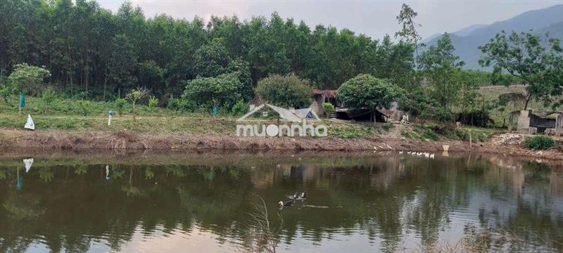 Bán đất làm trang trại, 35000m2 cây lâu năm có sẵng vườn ao chuồng