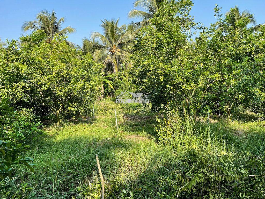 Bán đất long hưng, tiền giang, đồng tháp. 17,56mx 27m= 474m, đường ôtô - 4