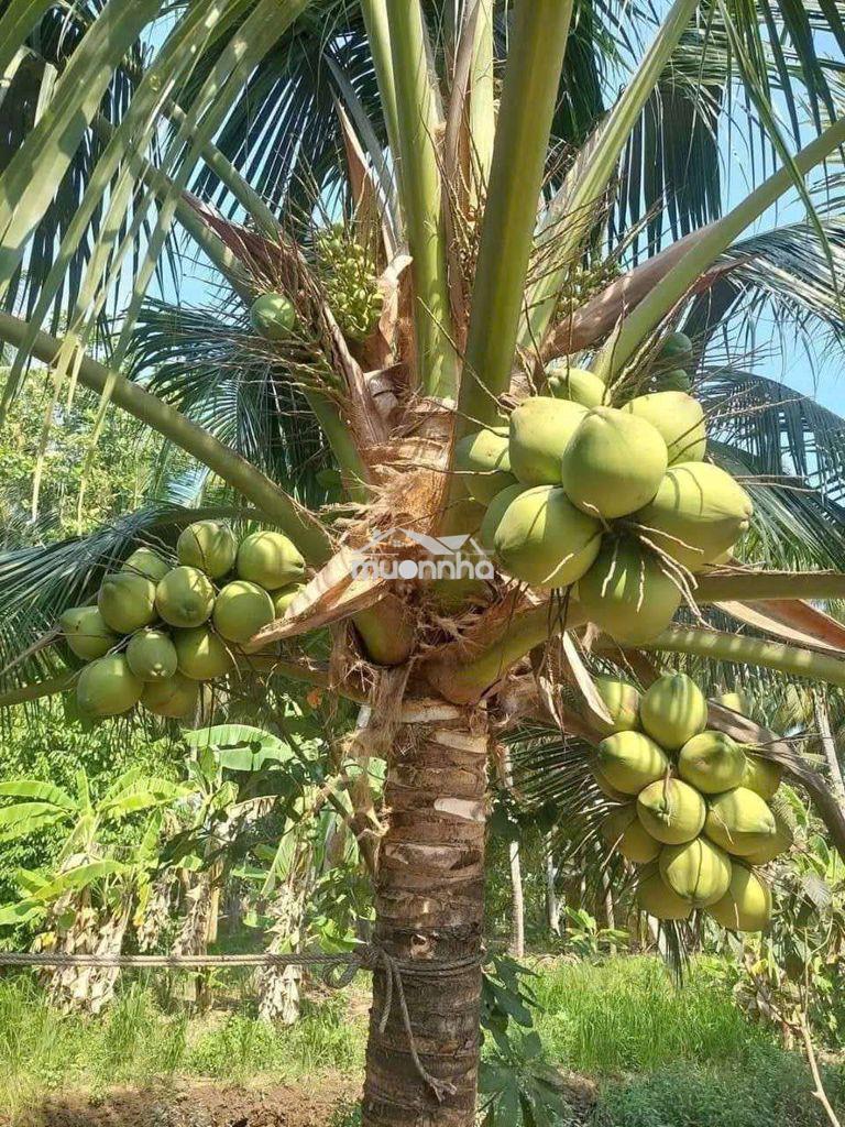 Bán khu nghĩ dưỡng 1,15 ha gần kcn giao long cách tp hcm 2h đi ô tô - 4