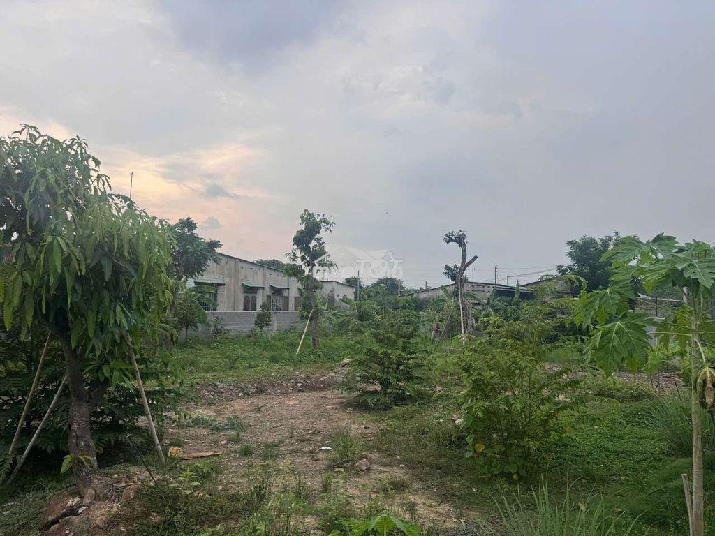 Bán 1000m2 đất vườn phường tân vạn có thổ cư - 3