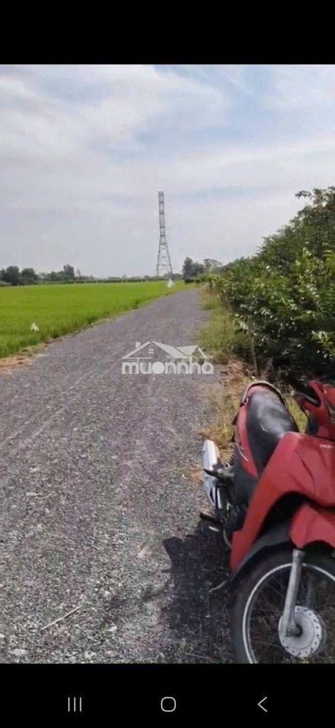 Bán 1.8 công ruộng, đường đá xanh 5m, giá 800tr hết đất - Ảnh 4