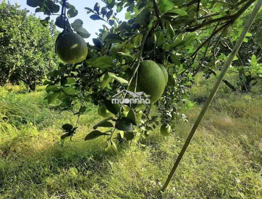 Bán vườn bưởi đang cho thu hoặc - Ảnh 3