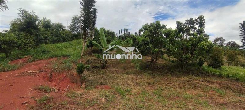 Bán đất nông nghiệp gần 2.000m² – lộc đức cũ, bảo lâm 2, lâm đồng