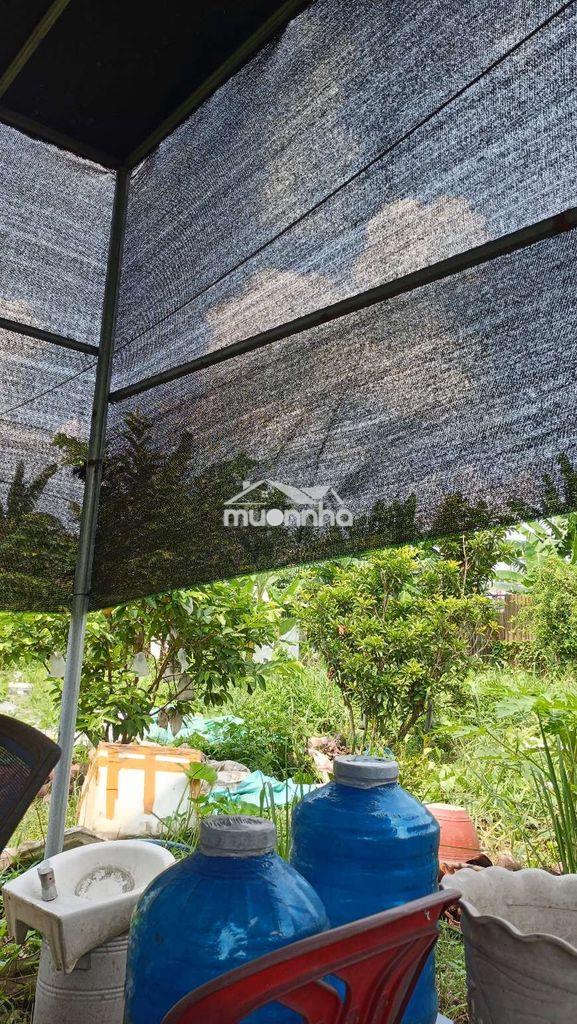 Nhà vườn trái cây 8*25 có nhà tôn đường kênh trung ương vĩnh lộc b - Ảnh 3