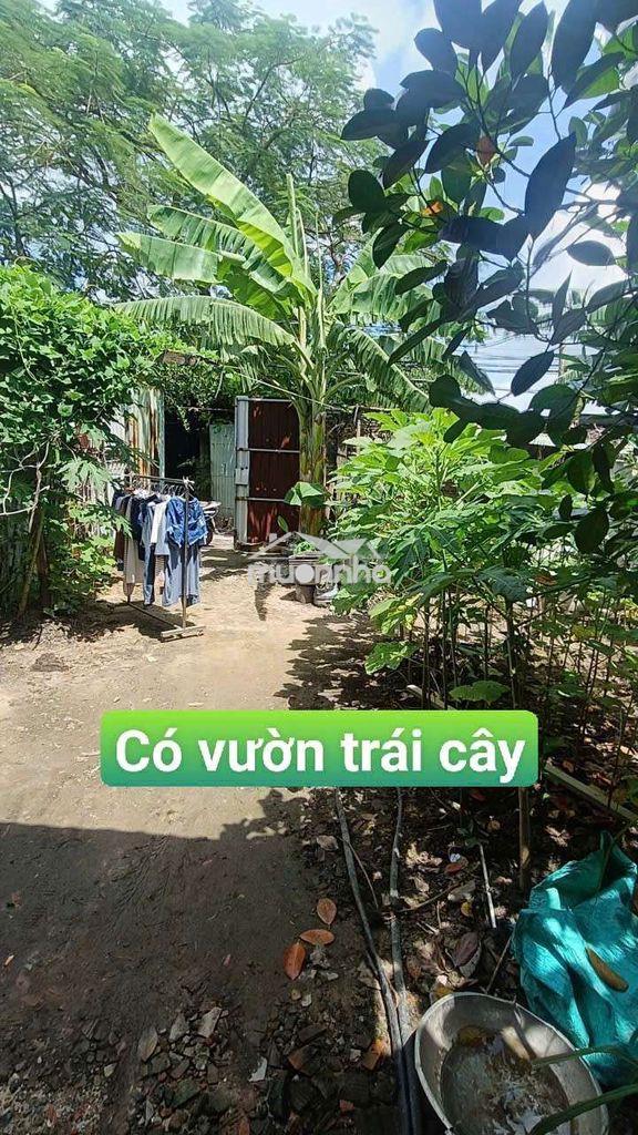 Nhà vườn trái cây 8*25 có nhà tôn đường kênh trung ương vĩnh lộc b - Ảnh 2